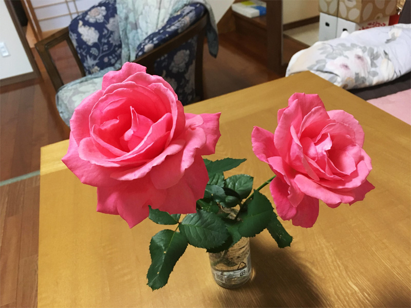 青森県三沢市よしだ歯科医院の吉田院長の自宅庭に、ほぼ野生化した手入れをしていないこの時期になって２輪だけバラが咲いてくれました。
切り花にして部屋に運んだら満開に！　いい香りです！
