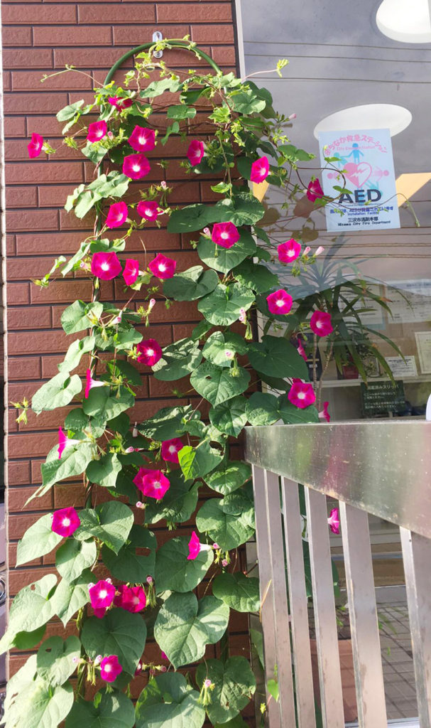 青森県三沢市のよしだ歯科医院玄関の朝顔が満開になりました。
