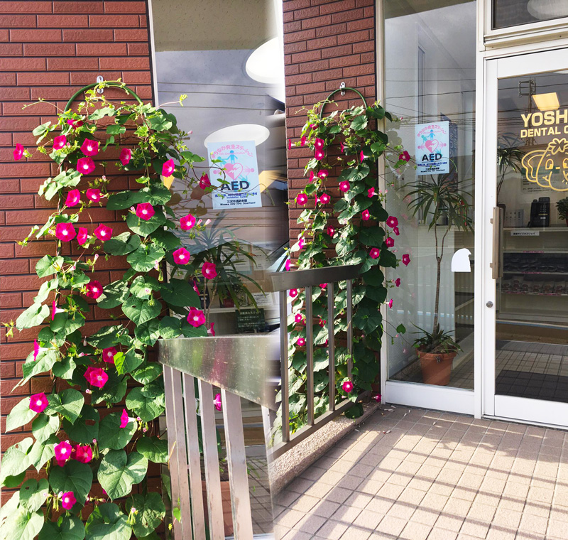 青森県三沢市のよしだ歯科医院玄関の朝顔が満開になりました。