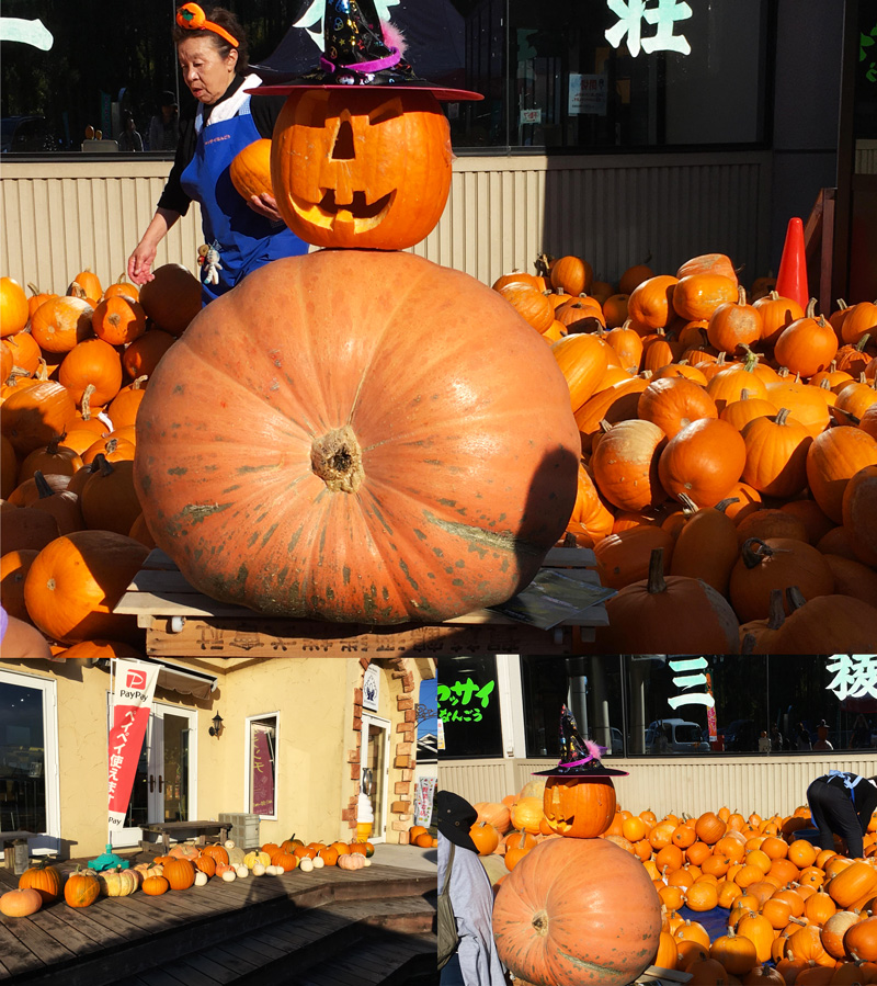 青森県三沢市の地元の道の駅や、お店では沢山のかぼちゃを飾っています！　もうすぐハロウィン！