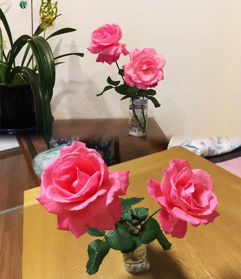 青森県三沢市よしだ歯科医院の吉田院長の自宅庭に、ほぼ野生化した手入れをしていないこの時期になって２輪だけバラが咲いてくれました。 切り花にして部屋に運んだら満開に！　いい香りです！