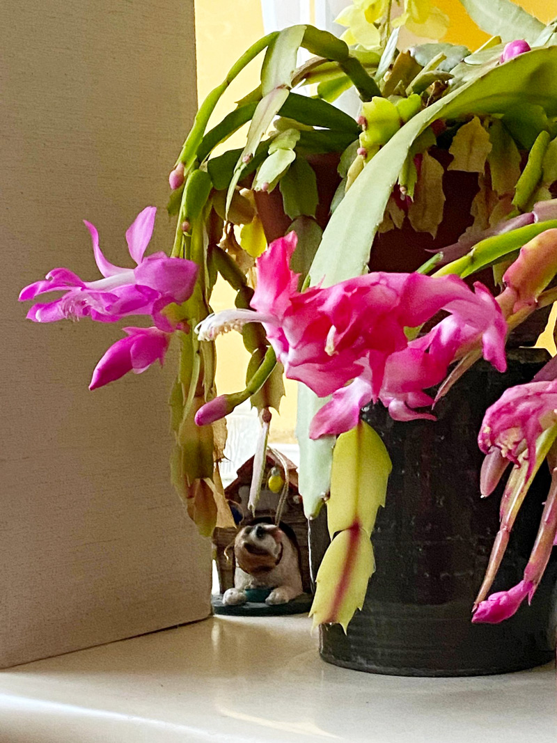 青森県三沢市よしだ歯科医院インビザライン治療(マウスピース型の矯正装置)のブログ。外は吹雪ですが窓辺にサボテンが花を咲かせてくれました！よーく見ると、ワンチャンも花に見とれています！