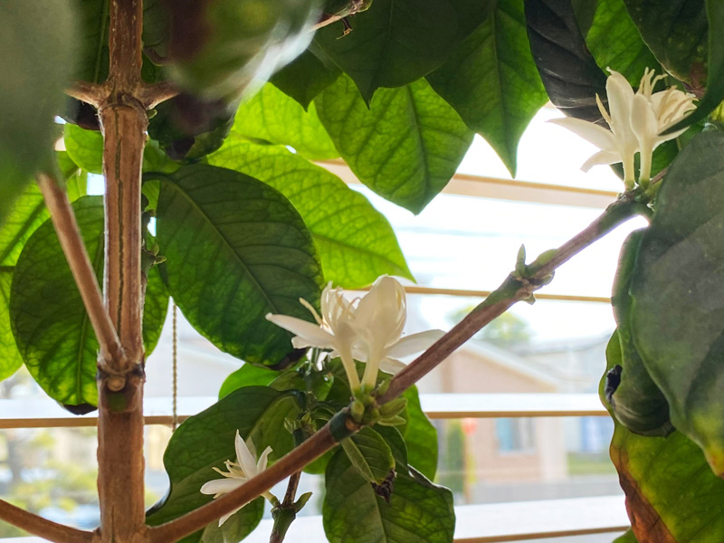 青森県三沢市の歯医者よしだ歯科医院インビザライン治療(マウスピース型の矯正装置)のブログ。コーヒーの花が咲きました！白くて可愛い花です。いつも窓辺に置いてあるコーヒーの木。10年以上前にお祭りのくじ引きでもらった当時15cmくらいの小ちゃな観葉植物でしたが年月を経て、こんなに大きくなりました！