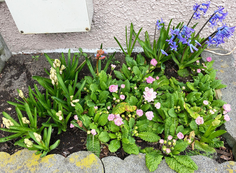 青森県三沢市の歯医者よしだ歯科医院インビザライン治療(マウスピース型の矯正装置)のブログ。玄関脇のちっちゃな花壇に、今年も花たちがつぼみを沢山つけてくれました。
